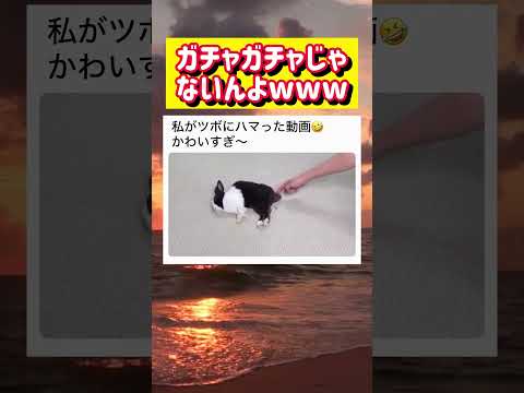 【本物】ウサギのガチャガチャwwwww #面白い #おもしろ #tiktok #Twitter #2ch #5ch