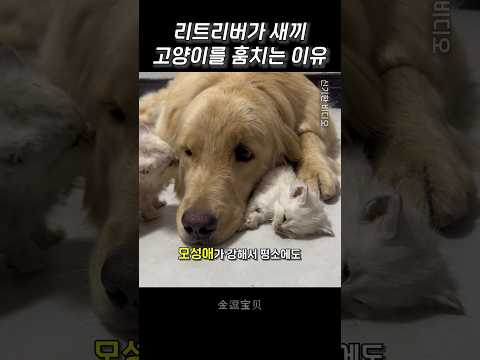 리트리버가 새끼 고양이를 훔치는 이유
