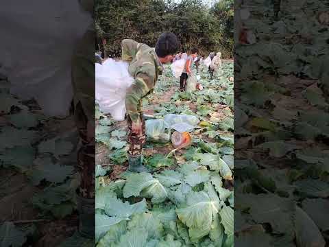ตัดกะหล่ำปลี มุมเกษตร ตัดกะหล่ำปลี