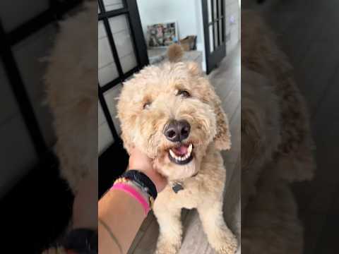 Cool lasted 0.2 seconds #dogcomedy #dogs
