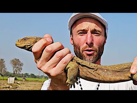 Mesmerizing, Rare and Endangered Monitor Lizard: Killed for it's Skin