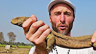 Mesmerizing, Rare and Endangered Monitor Lizard: Killed for it's Skin