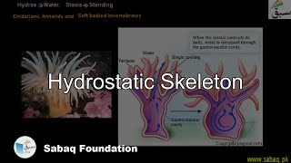 Hydrostatic Skeleton