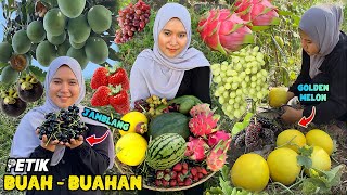 Petik buah segar dikebun | panen buah-buahan