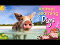 Understanding Pigs: Behavior and Culture