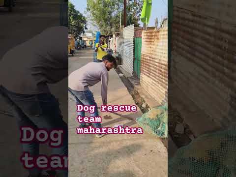 Dog rescue team maharashtra #dog #animal #rescue #animalrescue #streetdog #viralshort #rescuedog