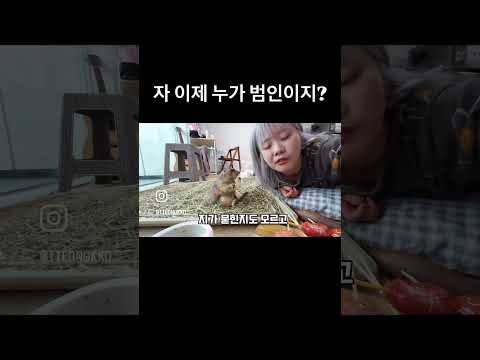 진짜 범인을 찾아라! #prairiedog #강아지 #프레리독 #cute #탕후루먹방#asmr