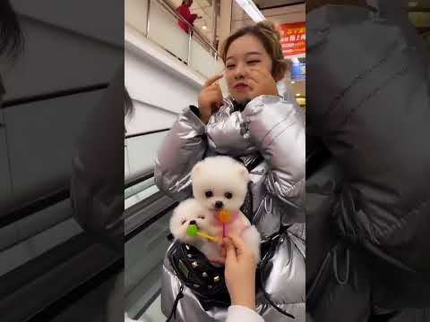The Growth of a Lollipop-Loving Puppies #pet #dog #babydog #puppy