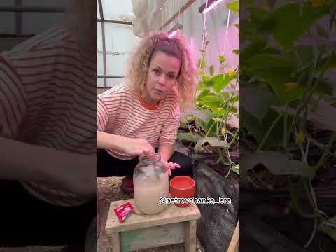 Огурцы собираю ведрами продаю камазами подкормка #garden #gardenlife #дача #огород #shorts