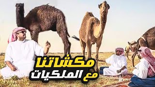 مكشاتنا مع الملكيات 🐪