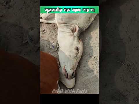 Qurbani Cow Doesn’t Feel Pain EEG Says So!