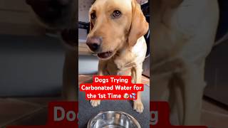 Dogs Trying Carbonated Water for the First Time 🐶 @TheJessiiShow