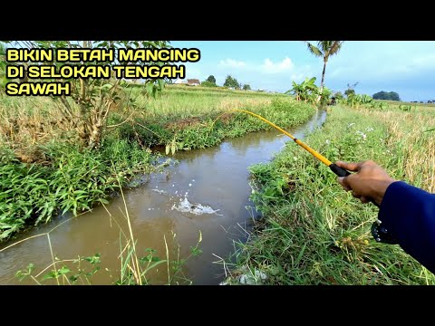 Mancing di Selokan Tengah Sawah Bikin Betah Ikanya Melimpah #LM17