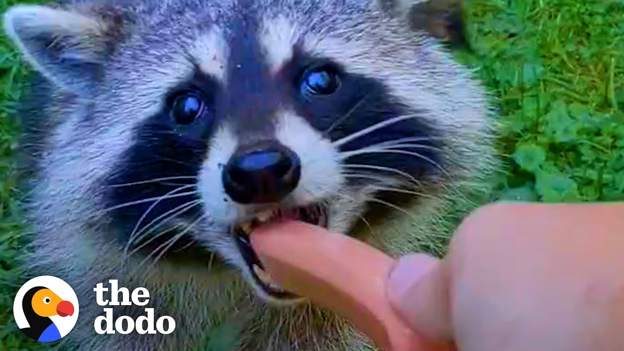 Guy Becomes BFFs with Raccoon and Her Baby Wild Hearts