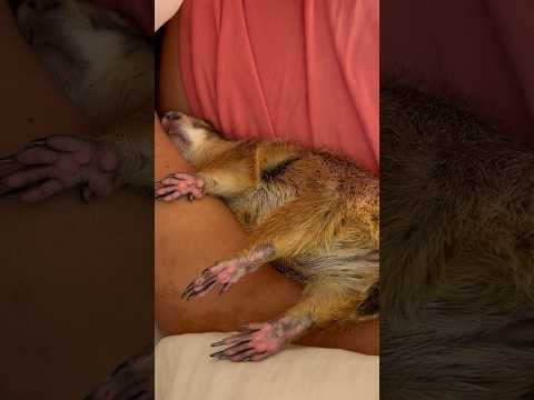 Wouldn’t it be nice to be able to sleep anywhere?! 😂 #prairiedog