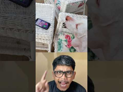 ANJING INI DI TELPON MANUSIA BIBA #short