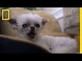 Caring for Dogs in Their Final Years