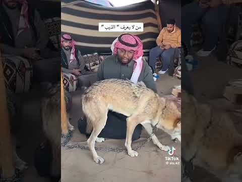 الذيب