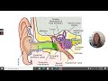Ear Anatomy and Hearing Loss Concepts