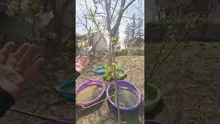 TOKA PLUM & SUPERIOR PLUM IN FLOWER!!!!