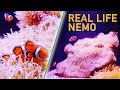 Clownfish and Anemone Relationships