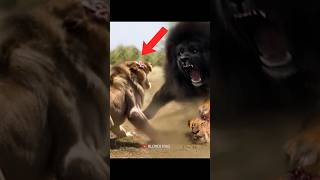 Das Ist Der Beweis Wie Stark Der Kaukasische Schäferhund Ist!