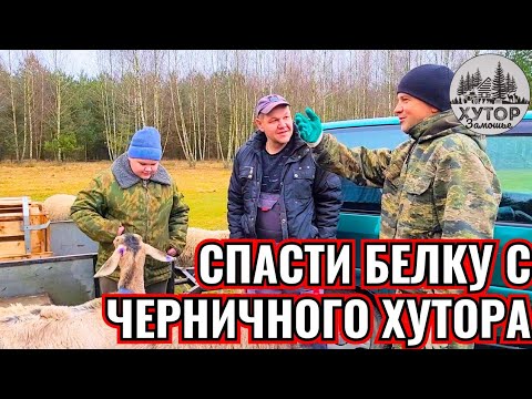 НОВАЯ МИССИЯ КАБАНА ПАНТАЛОНА С ЧЕРНИЧНОГО ХУТОРА.