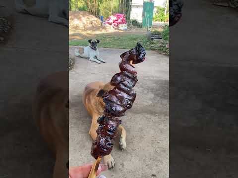 สุนัขเฝ้าสวนสุนัขซื่อสัตย์ Lek Wealthy สุนัขเฝ้าสวนสุนัขซื่อสัตย์