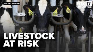 Officials working to contain SCREWWORM OUTBREAK in cattle