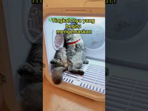 Ada-ada aja tingkah kucing yang satu ini #shorts #youtubeshorts #viral