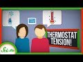 Understanding Thermoregulation and Temperature Perception