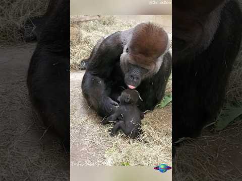 Unbreakable Bond Gorilla Dad & Son