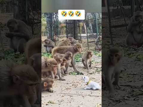 قرود البابون مع كلب دمية