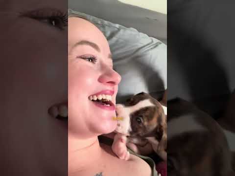 Puppy Found With Mouth Sealed Shut Finds The Perfect Mama | The Dodo