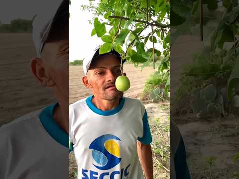 Este hombre comi贸 baya sin dientes #shortvideo