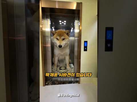 신기한 동물의집!
