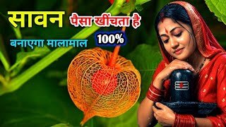 सावन की रात 😱इस पौधे को उखाड़कर ले आना, लाते ही गरीबी मिट जायेगी ? आगे आपके मर्जी Sawan 2025