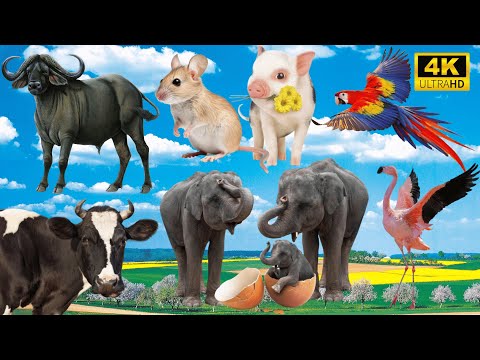 The Best of Farm Life: Wildebeest, Mouse, Pig, Parrot, Cow, Elephant - Animal Videos