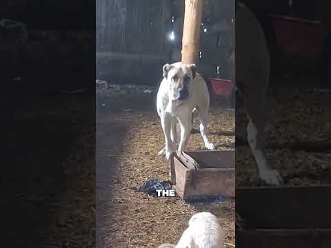 Don’t Ever Mess with a Guard Dog’s Puppy (fratalkan0434) #animals #dog #guarddog