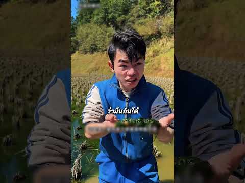 พี่ชายนึกว่าเจอปลาใหญ่! แต่ที่ไหนเป็นสิ่งนี้ #shorts #viralvideo #shortvideo #สาหร่าย