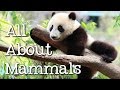 Mammals: Characteristics and Habitats