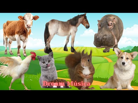 Farm Animal Sound Collection: Cow, Horse, Hippo, Rooster, Cat, Dog - Animal Videos