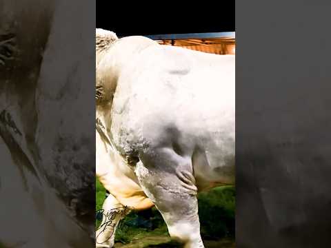 An absolute unit of a Bull