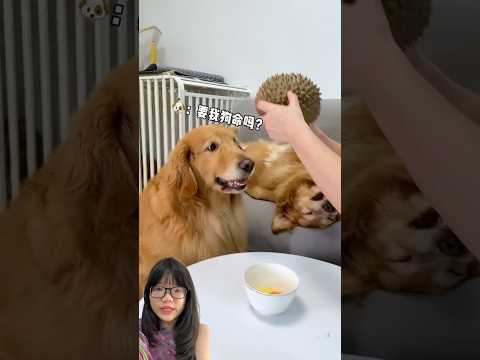 GUKGUK GRABBED A HELMET :) #shorts #funny #cutedog #fyp