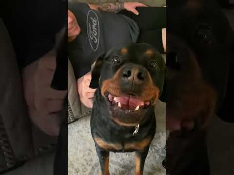 Episode 52 | the perfect dogs 🐶🐶#dog #dogs #funnydogs #pets #funnypets #funnyvideo #foryou