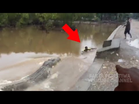 MENGERIKAN...!! Warga Berlarian!! Tiba² Muncul Penampakan Buaya Raksasa Mengejar Mangsa! Perhatikan!