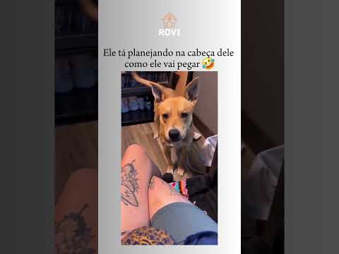 #cães #pets #dogs #comedia #humor #engraçado #memes #viral #shorts #fyp