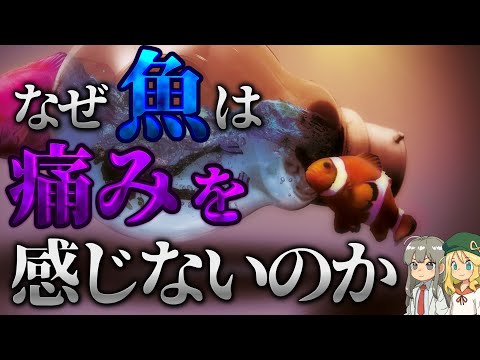 【疑問】魚は痛みを感じないのか？【解説】