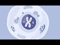Gene Therapy Concepts and Applications