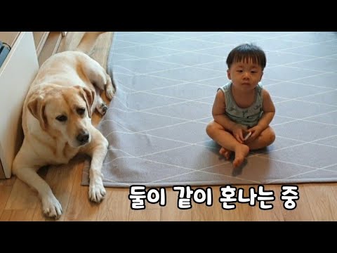 대형견과 아기가 친해지면 생기는 일